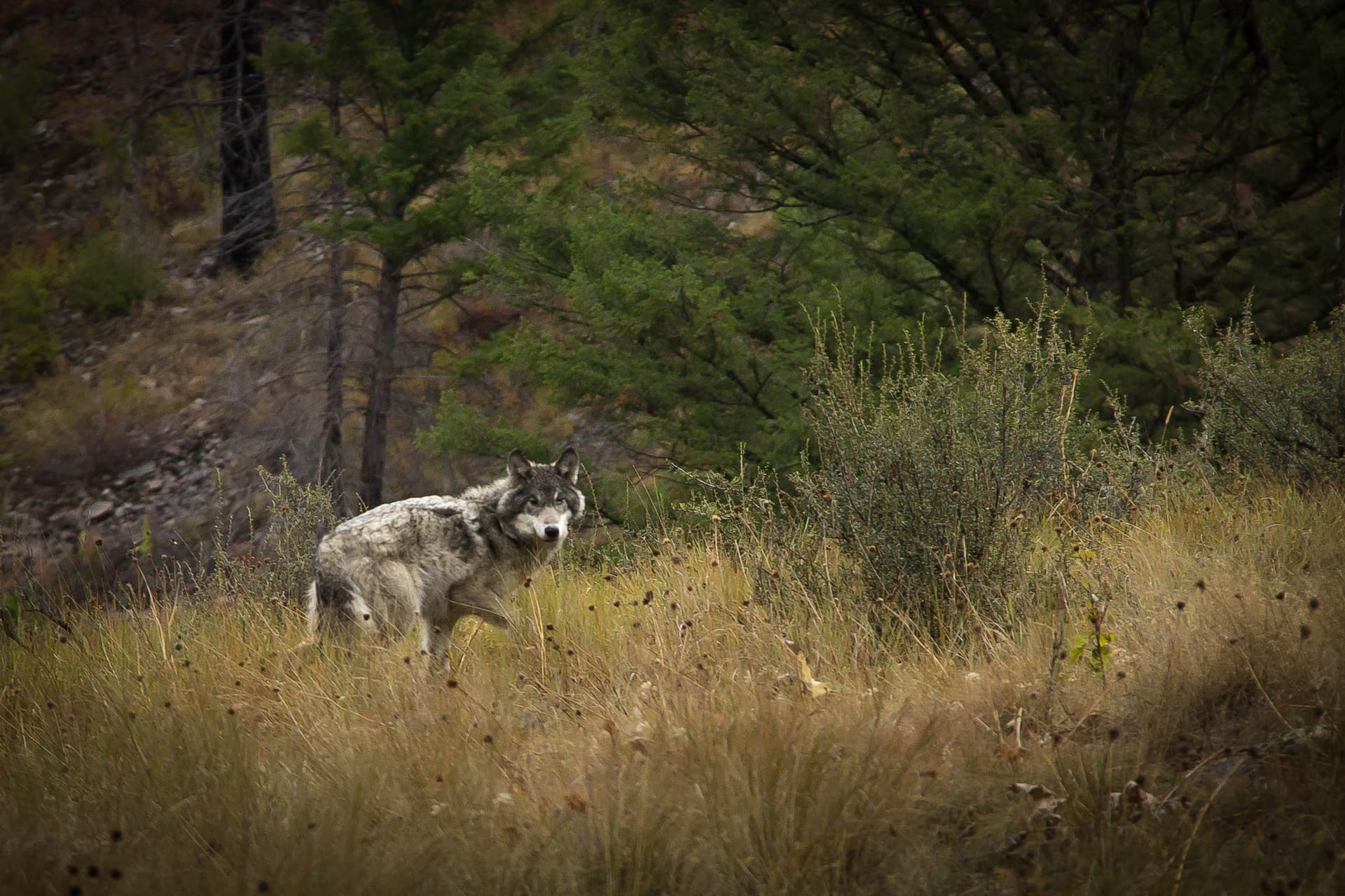 grey wolf in Stanley, ID | Stanley chamber