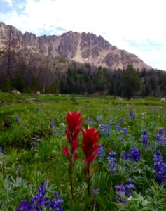 A picture of some wildflowers in a field in front of a mountain | Stanley Chamber
