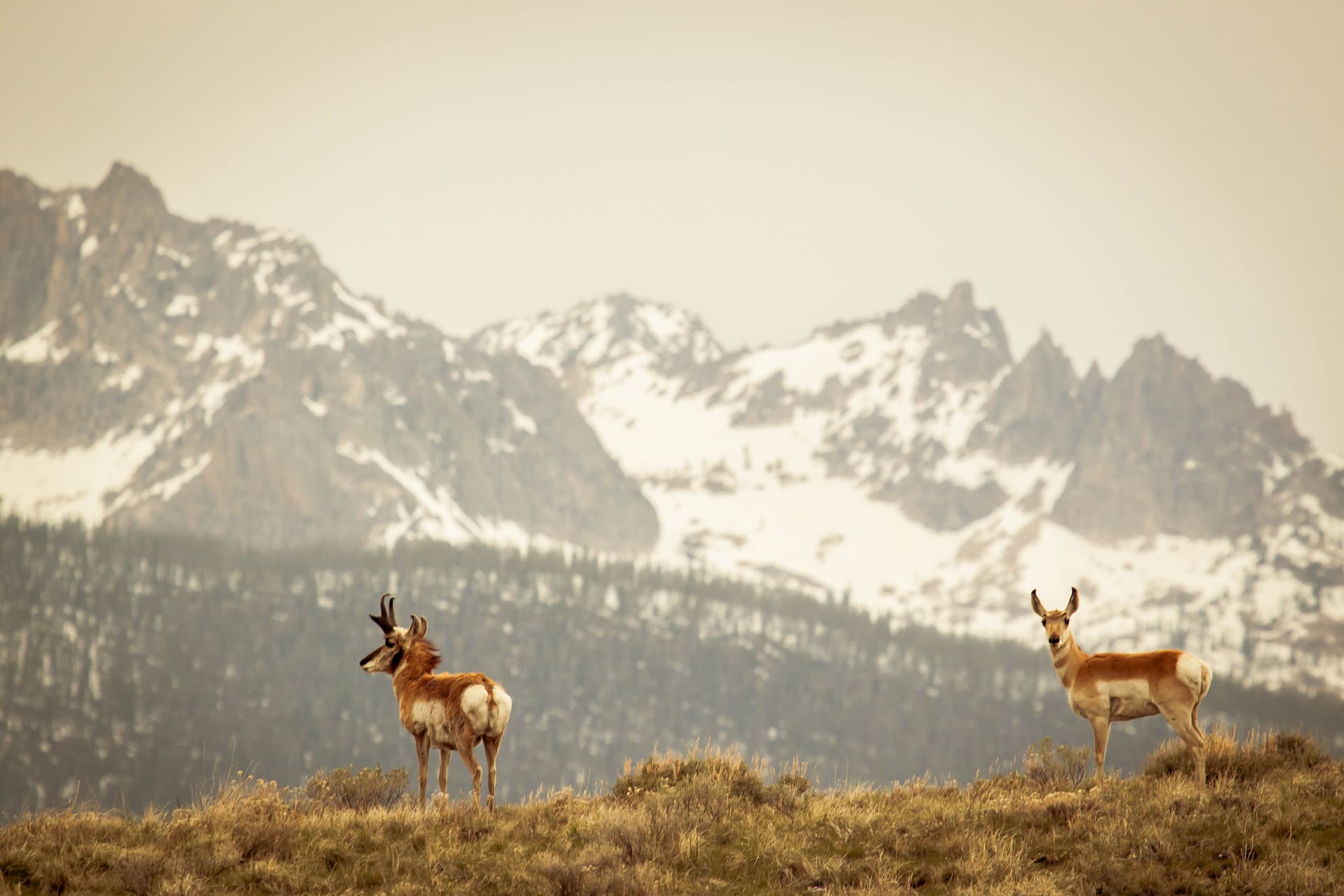 pronghorns Stanley, ID | Stanley chamber