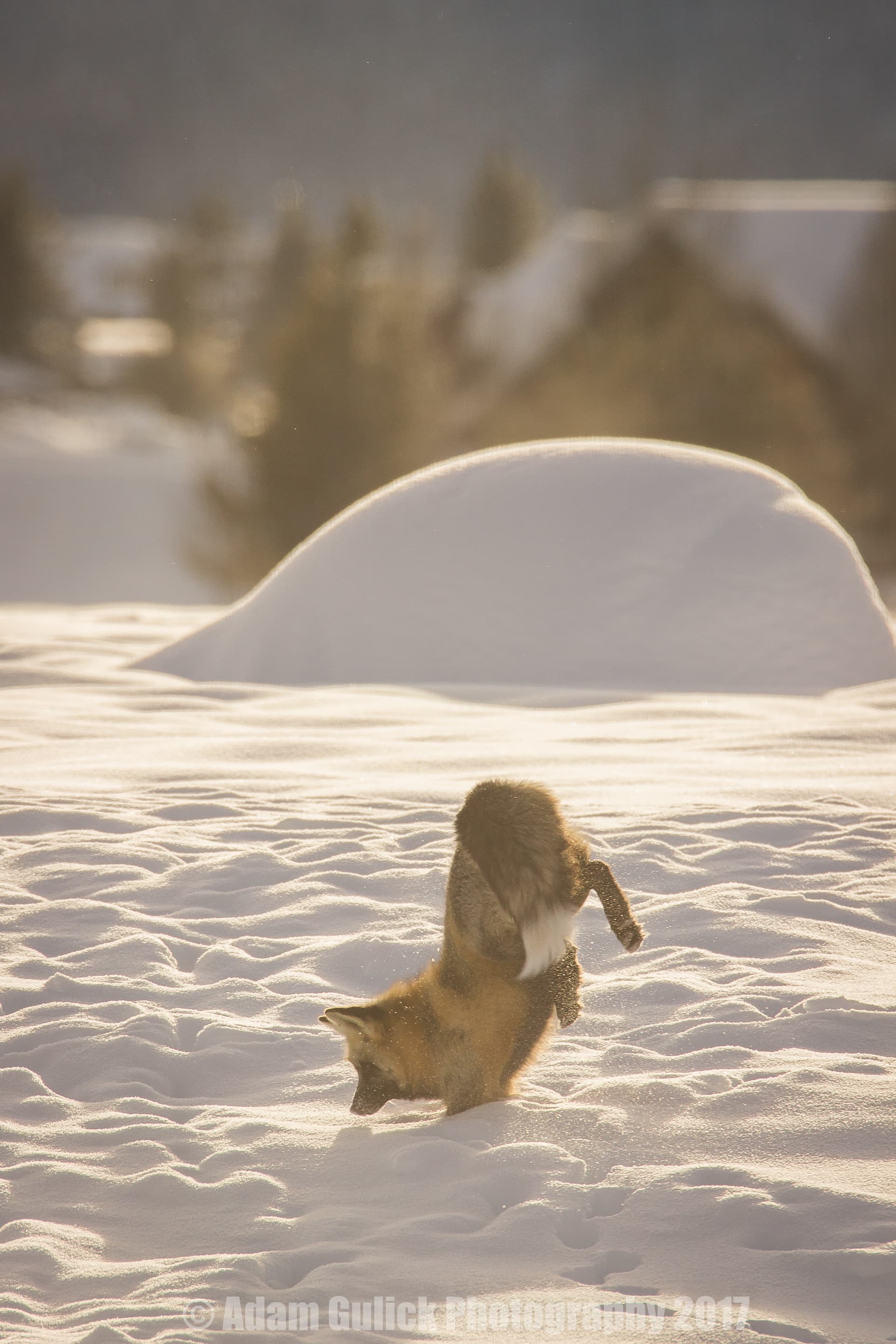fox pouncing in snow Stanley, ID | Stanley chamber