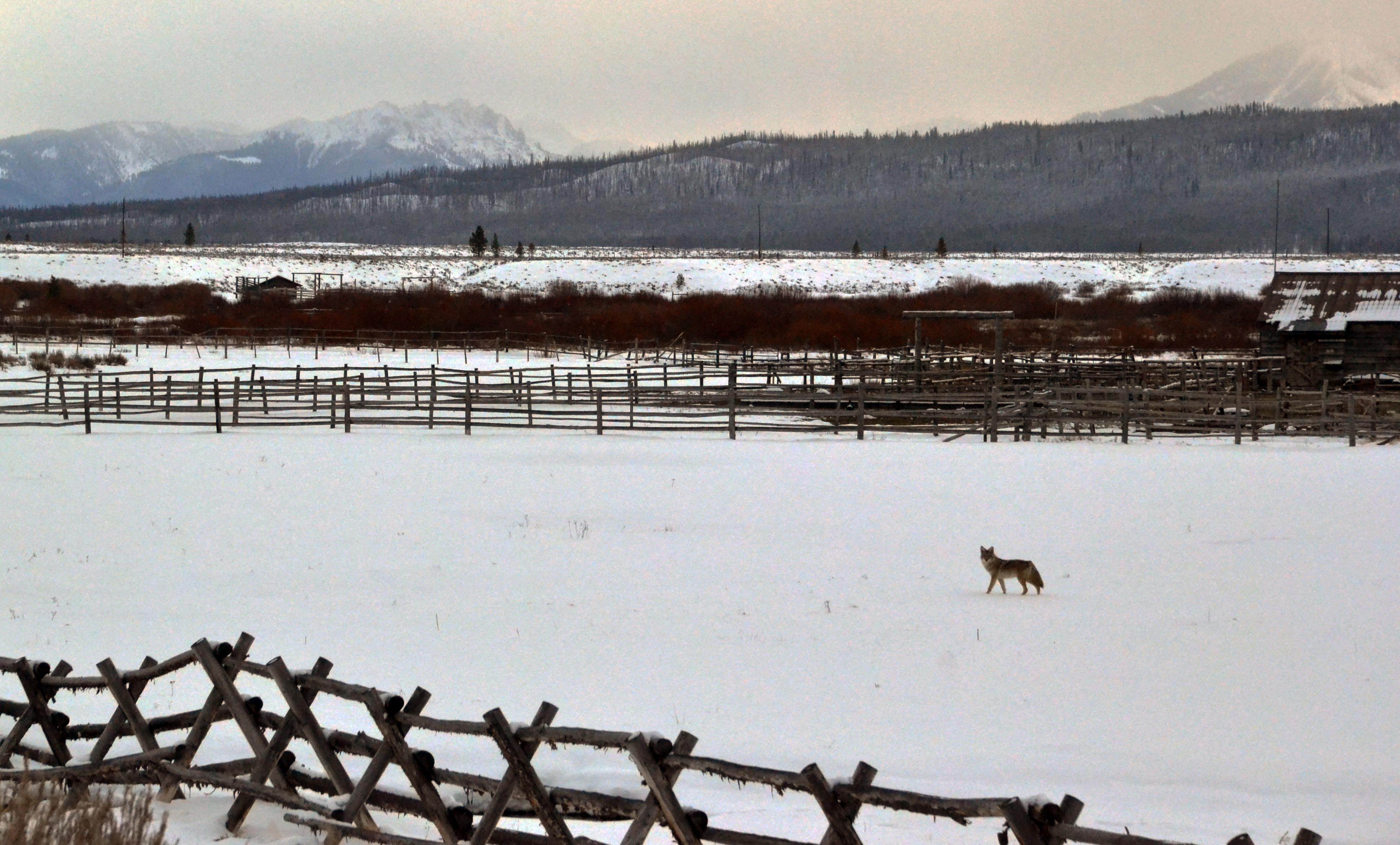 Coyote in Snowy Field | Stanley Chamber