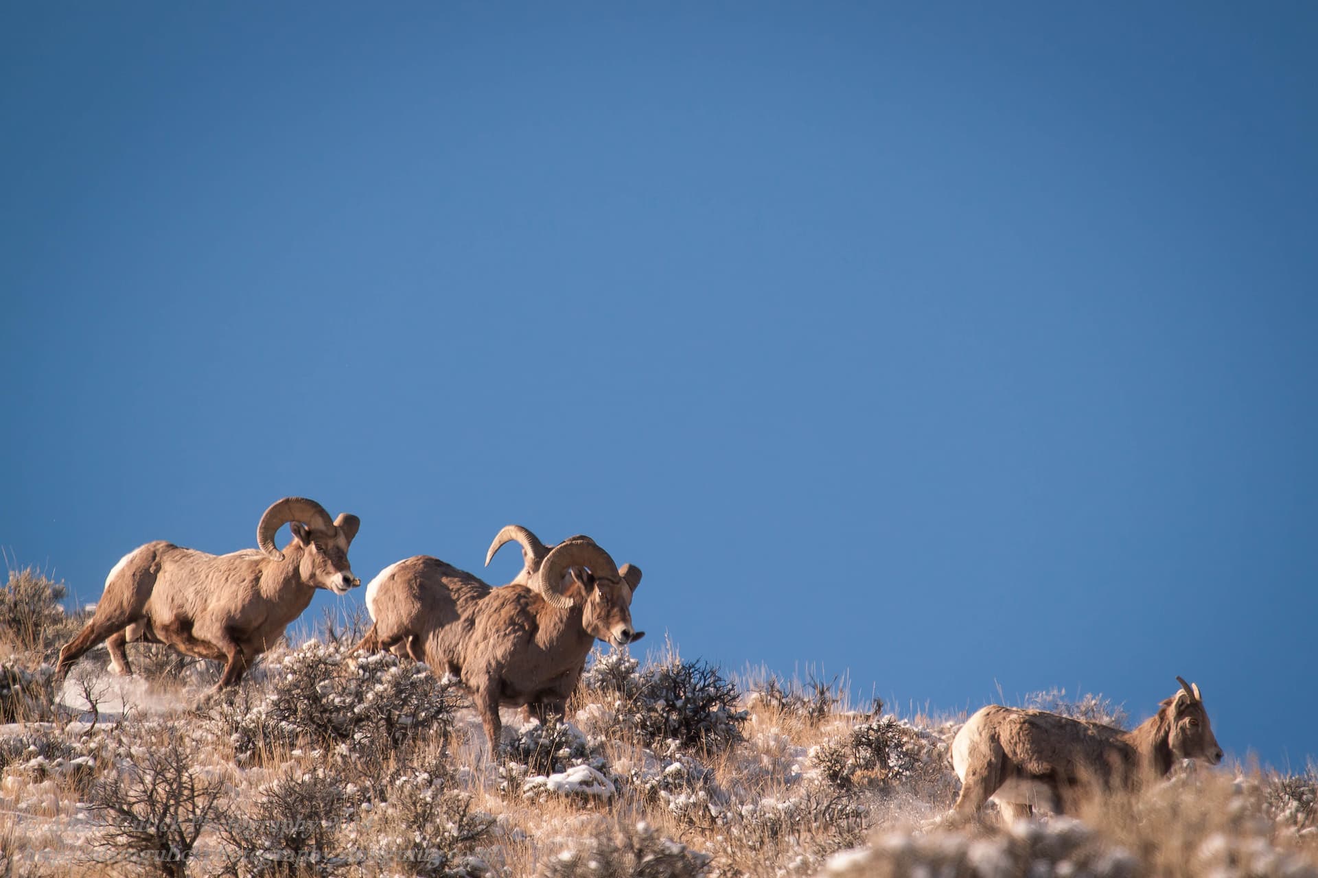 big horn sheep Stanley, ID | Stanley chamber