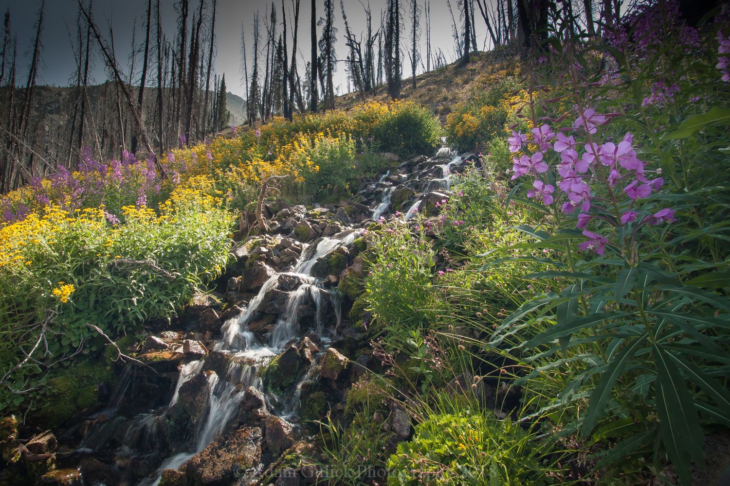 Loon Creek in the spring Stanley, ID | Stanley Chambers