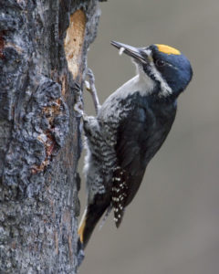 Woodpecker Perched on a Tree | Stanley Chamber