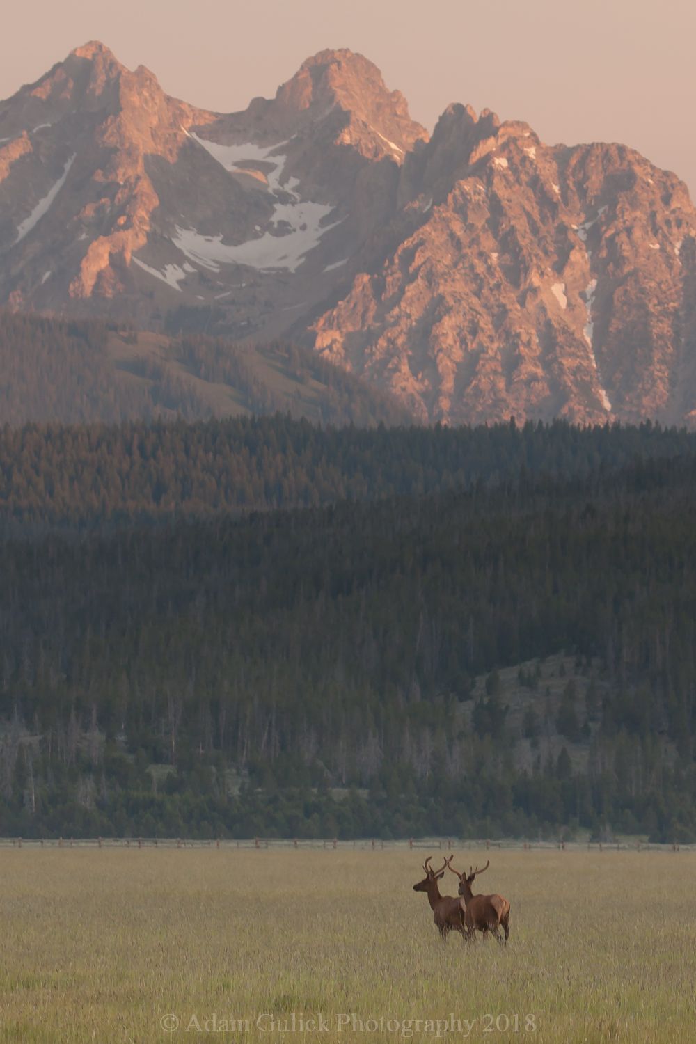 Sawtooth Mountains and deer in the fall Stanley, ID | Stanley Chambers
