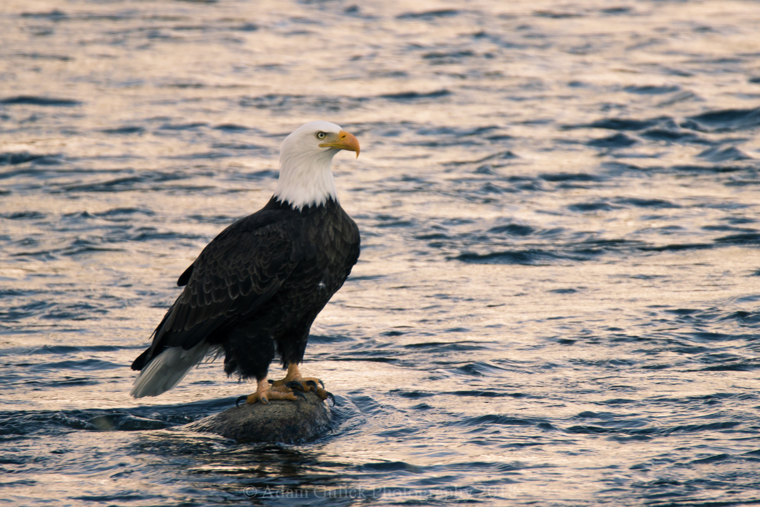 bald eagle on rock in the river Stanley, ID | Stanley chamber