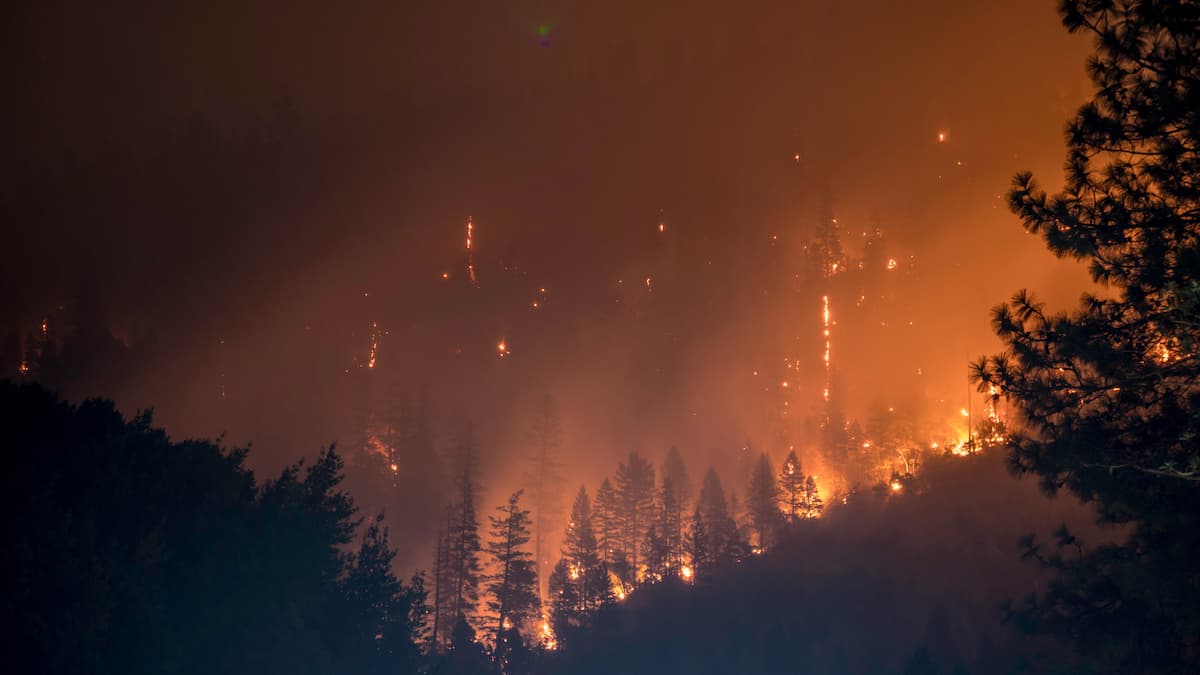 A forest fire burning trees across a valley at night