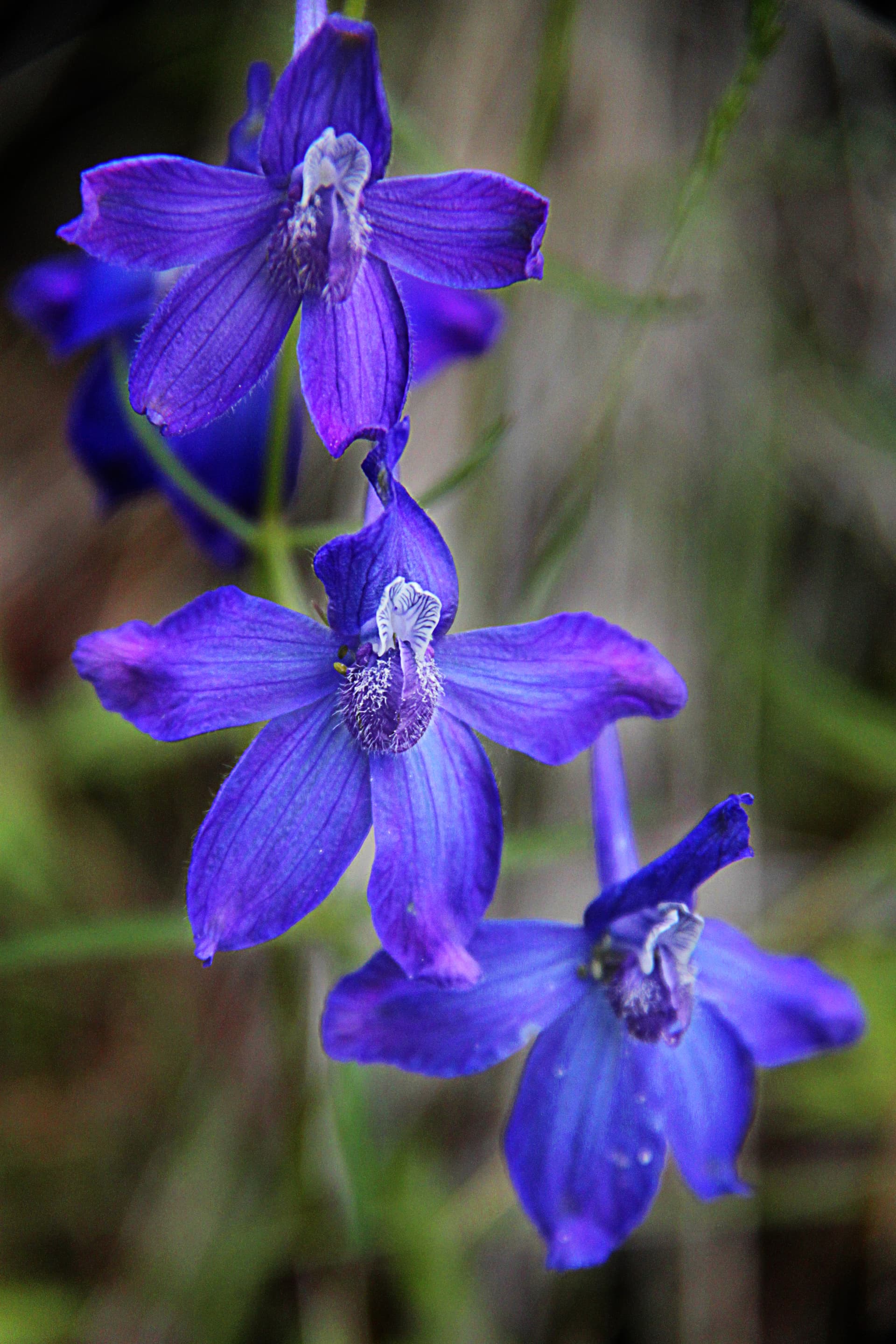 Slim Larkspur flowers Stanley, ID | Stanley chamber