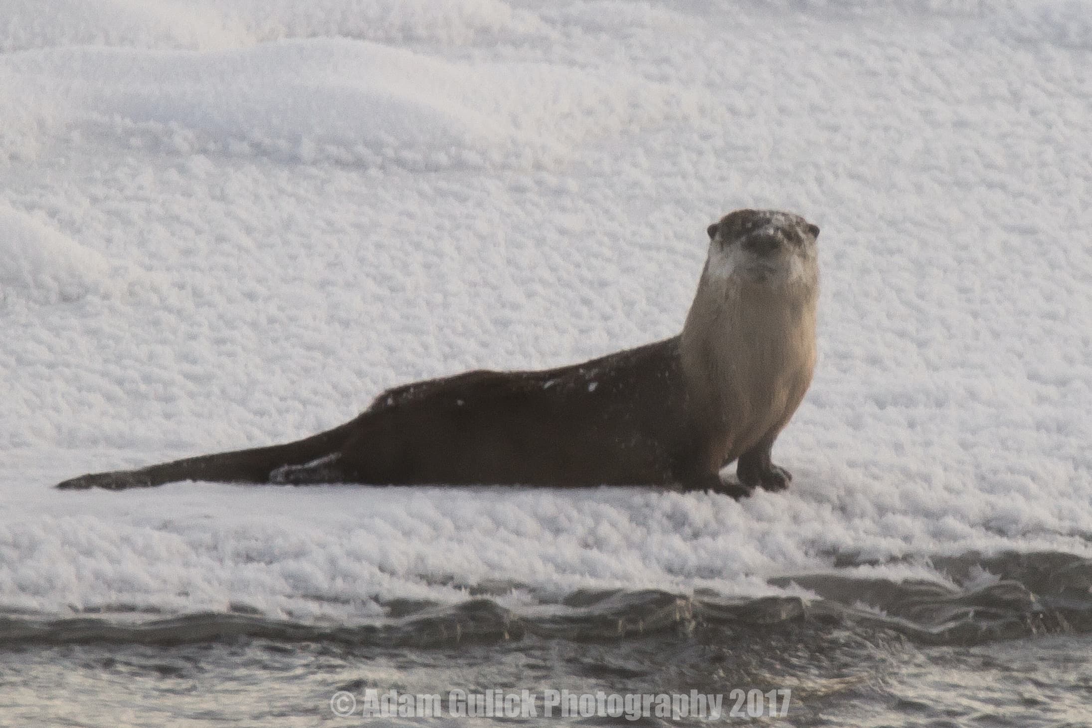 River Otter in Stanley, ID | Stanley Chambers