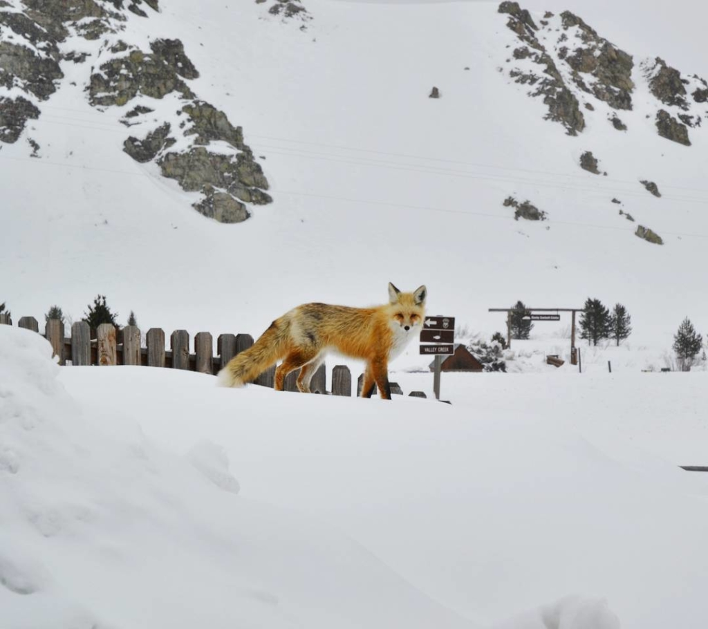 Red Fox in Snowy Mountains | Stanley Chamber