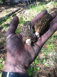 Dirtied Hand Holds Mushrooms Burned From Forest Fire | Stanley Chamber