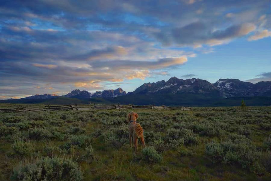 A picture of a dog in a field