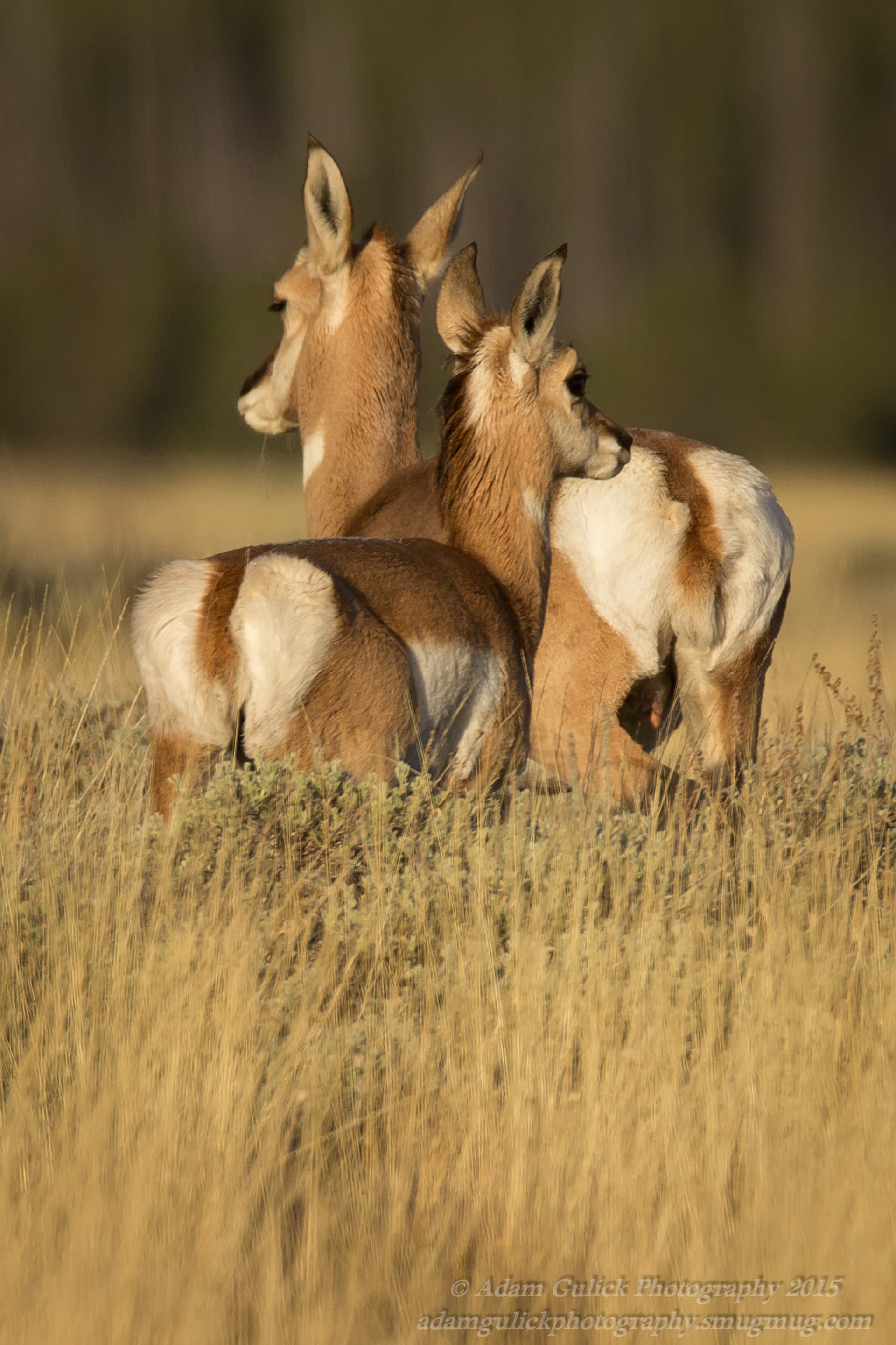 pronghorn doe and fawn Stanley, ID | Stanley chamber