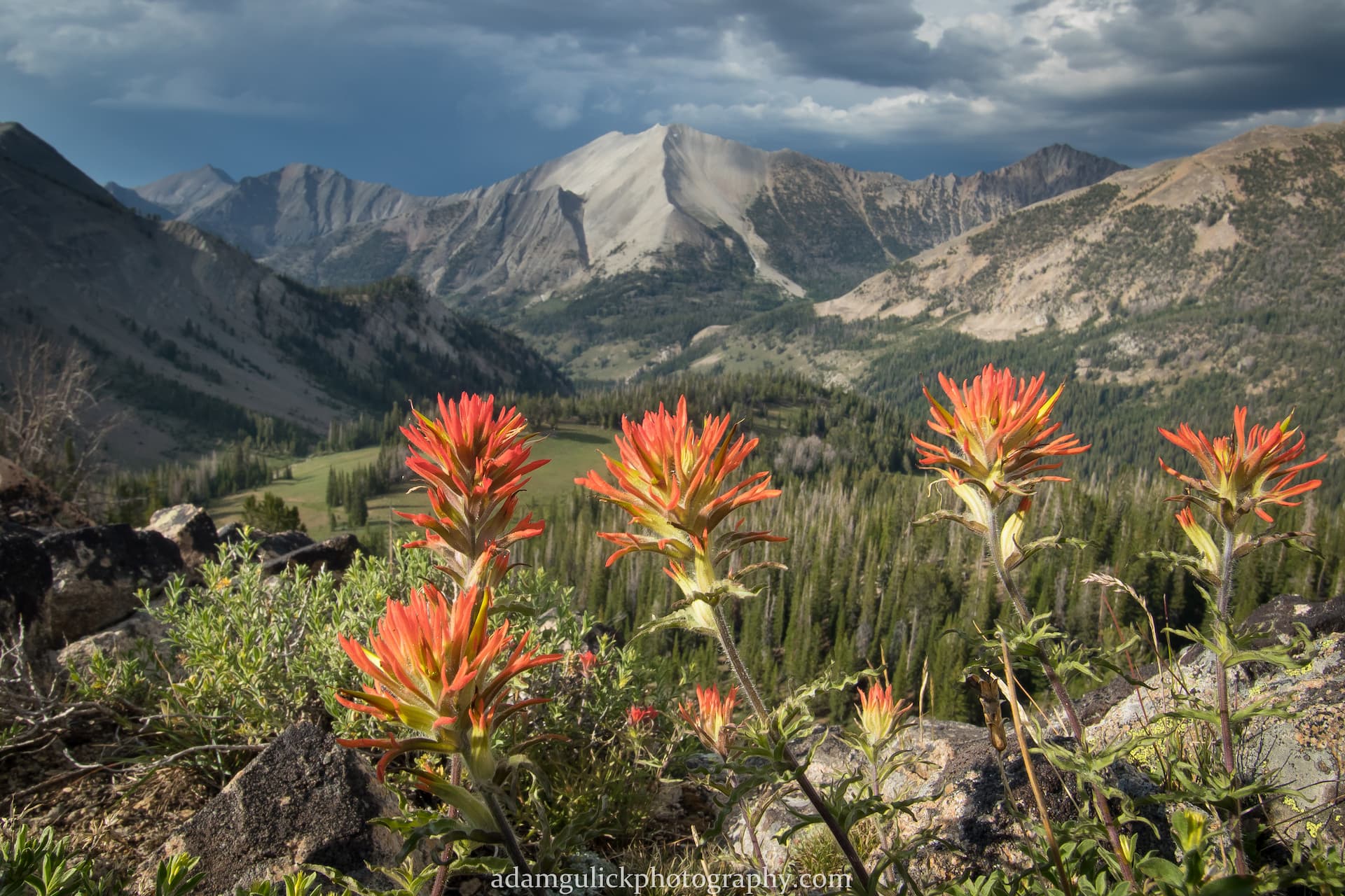 Paintbrush flowers Stanley, ID | Stanley chamber