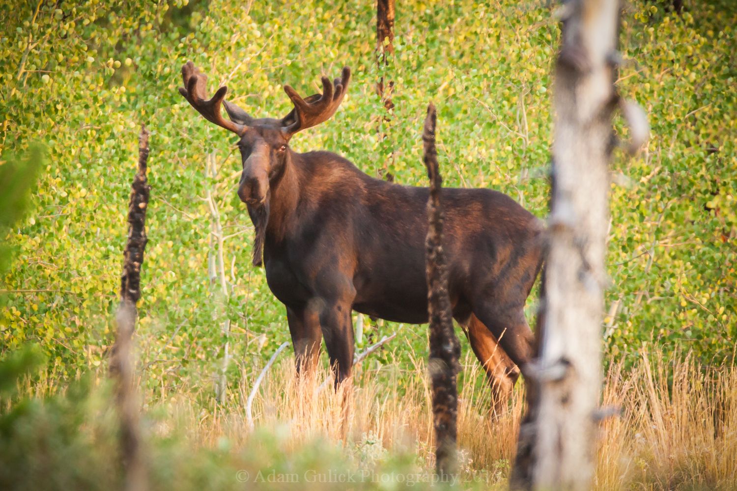 Amazing moose standing in the brush in Stanley, ID | Stanley Chambers
