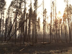 Trees Burned by Forest Fire | Stanley Chamber