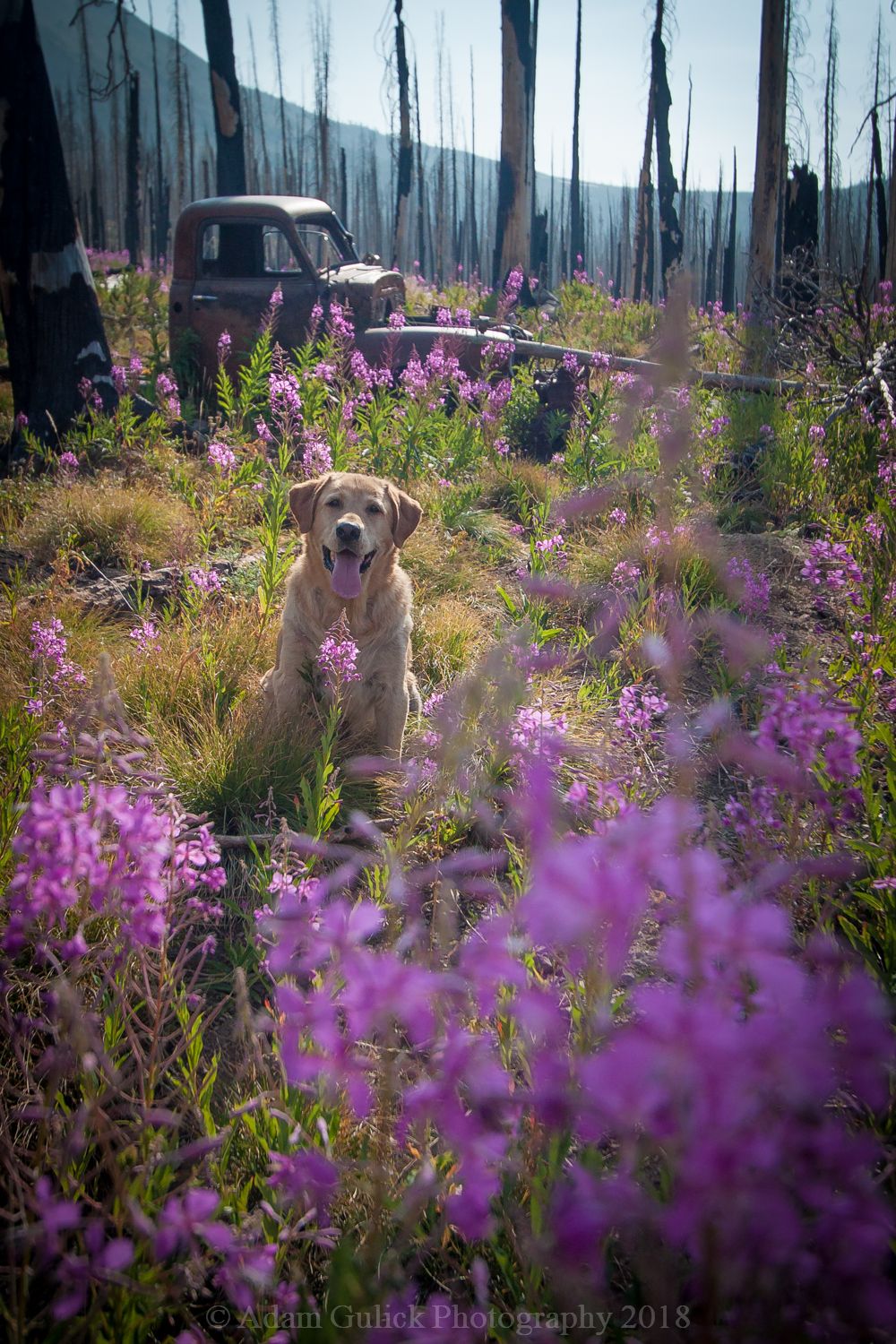 Spring flowers and a mans best friend Stanley, ID | Stanley Chambers