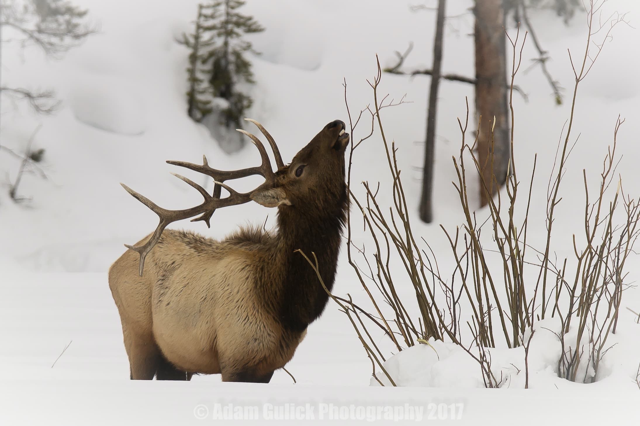 Elk in the snow Stanley, ID | Stanley Chambers