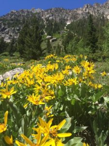 A picture of bright yellow flowers in front of a mountain | Stanley Chamber