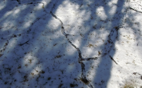 A photo of grass covered in snow | Stanley Chamber