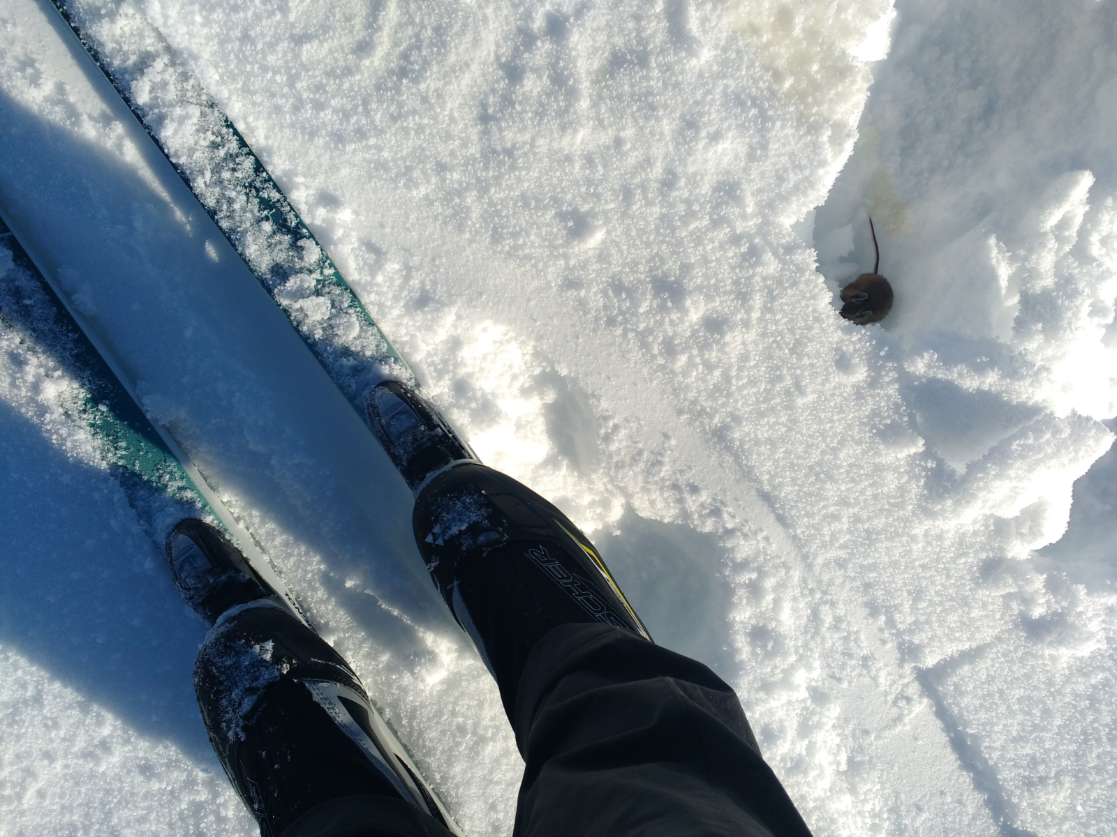 A picture from a skiir looking down at a mouse | Stanley Chamber