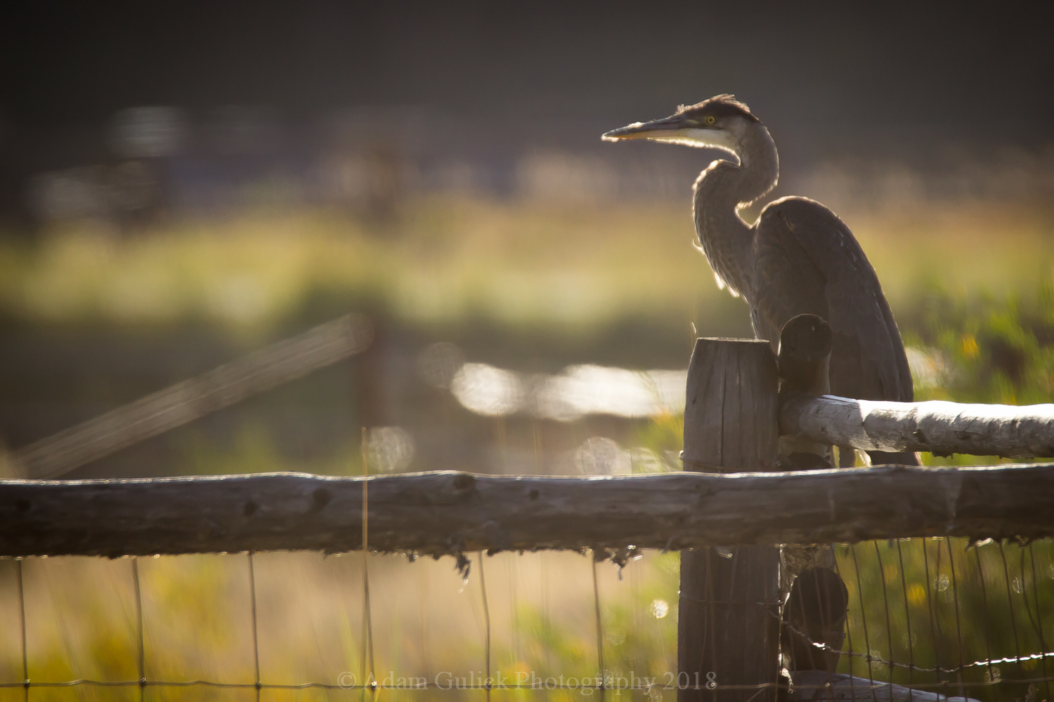 long neck bird on fence Stanley, ID | Stanley chamber