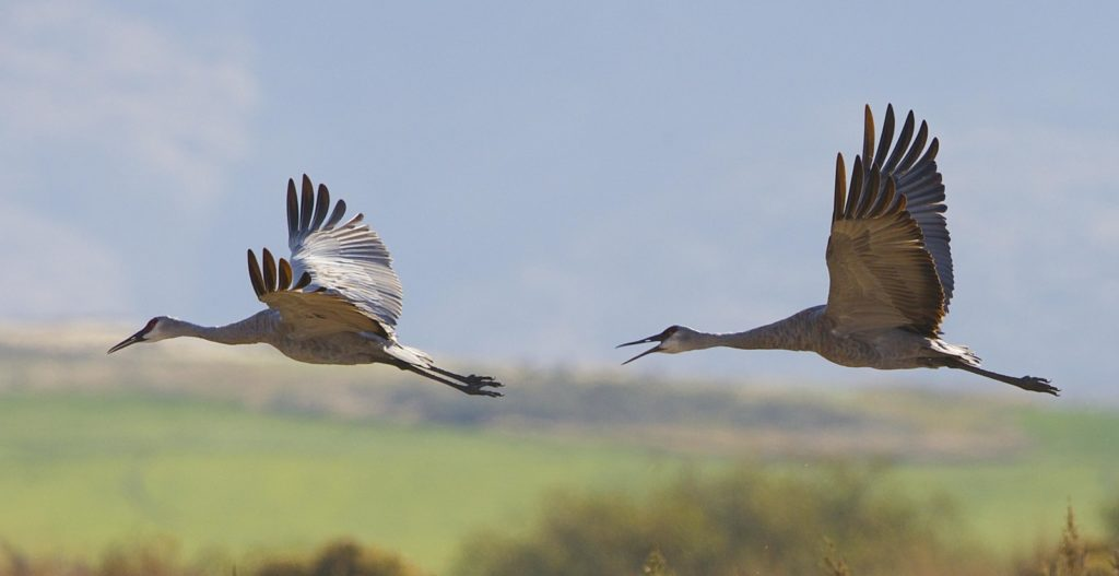 Sandhill cranes have begun returning to the Sawtooth Valley from their wintering grounds | Stanley chamber