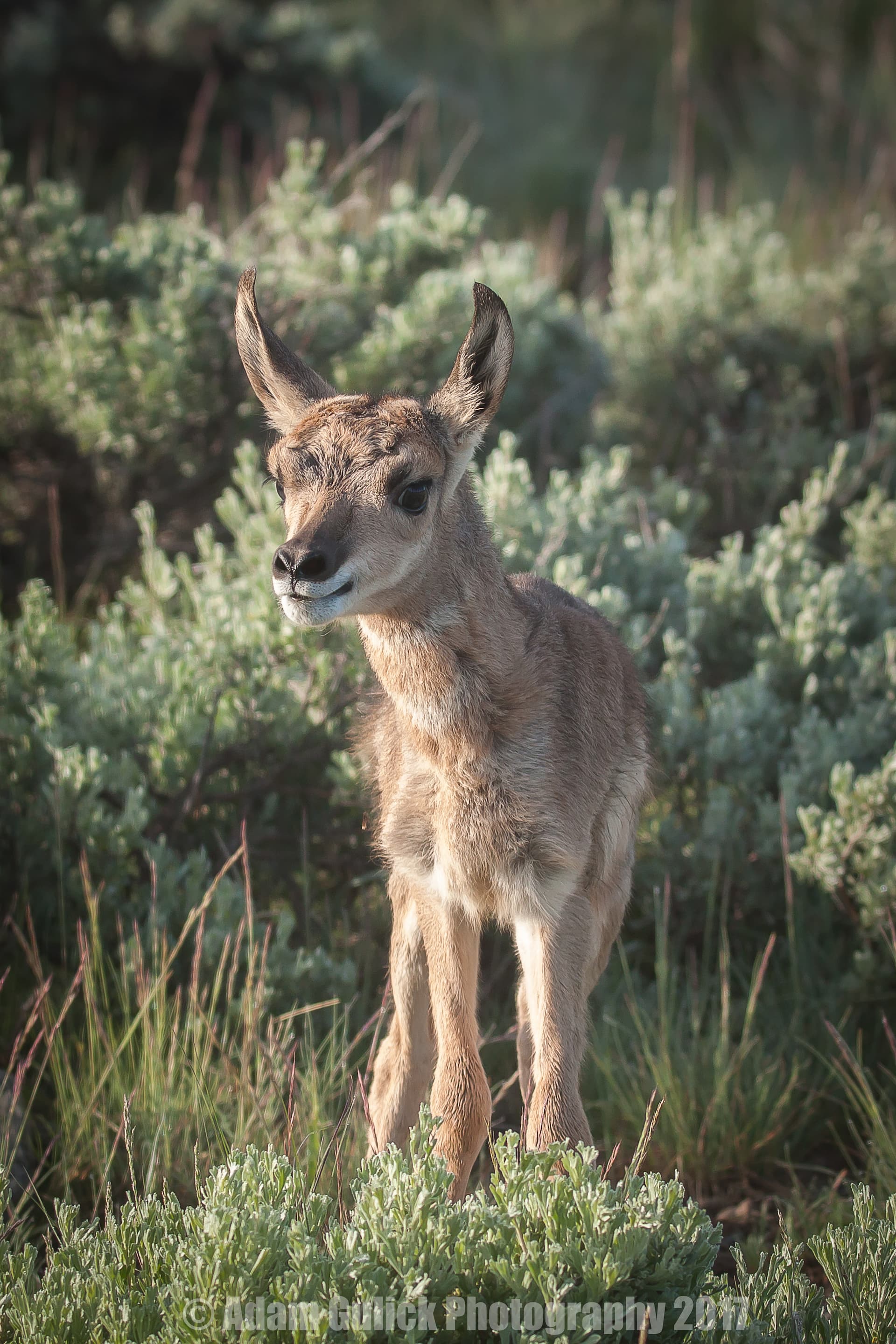 pronghorn fawn Stanley, ID | Stanley chamber