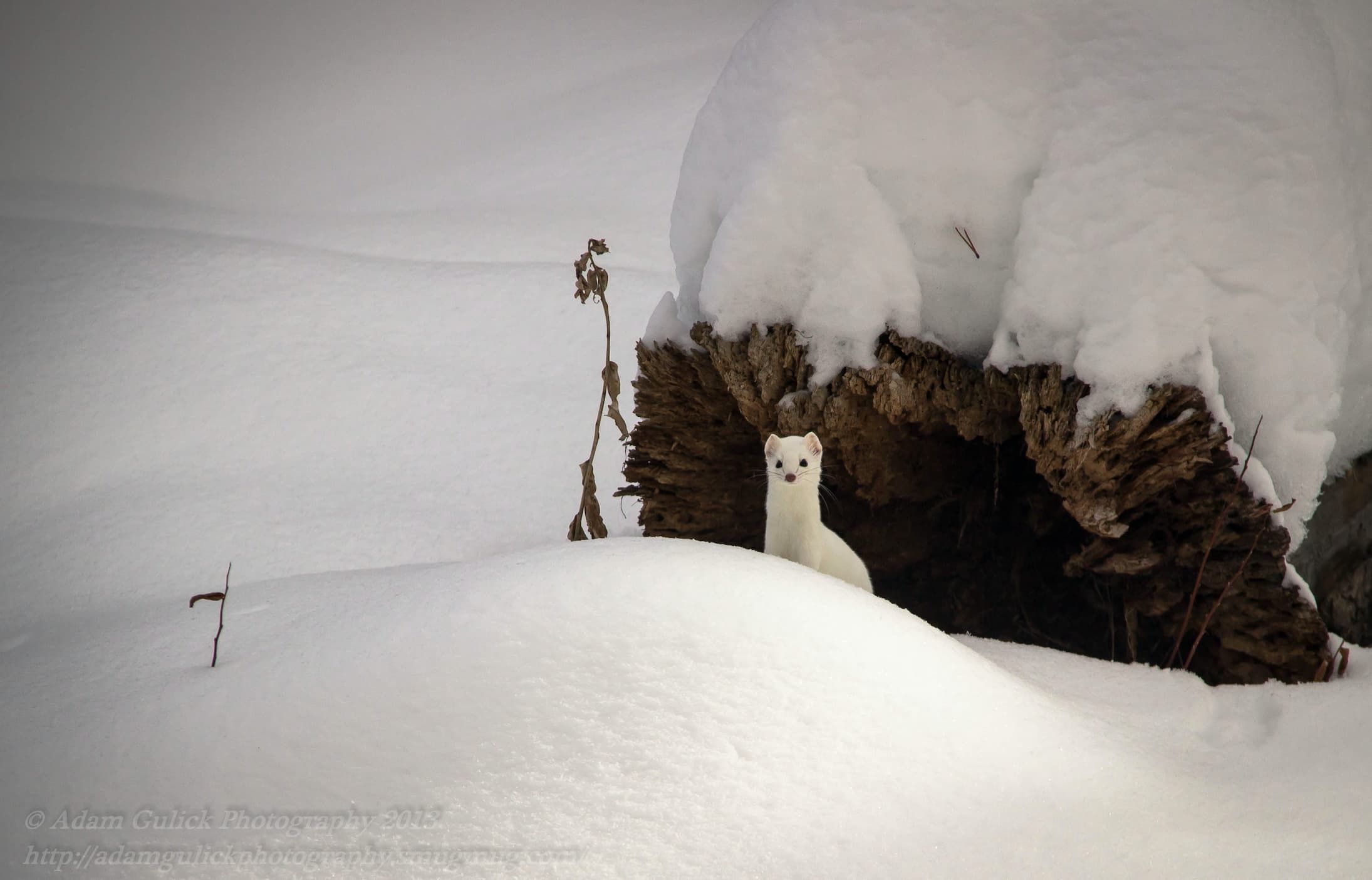 Ermine in Stanley, ID | Stanley Chambers
