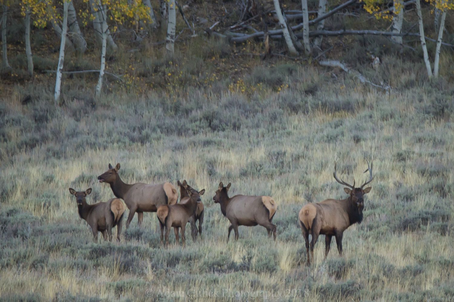 Small elk family in the brush Stanley, ID | Stanley Chambers