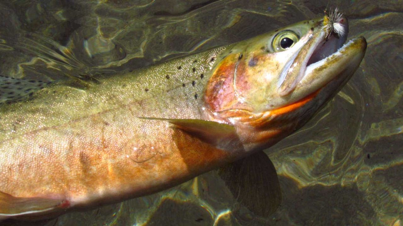 Fishing in Stanley, Idaho