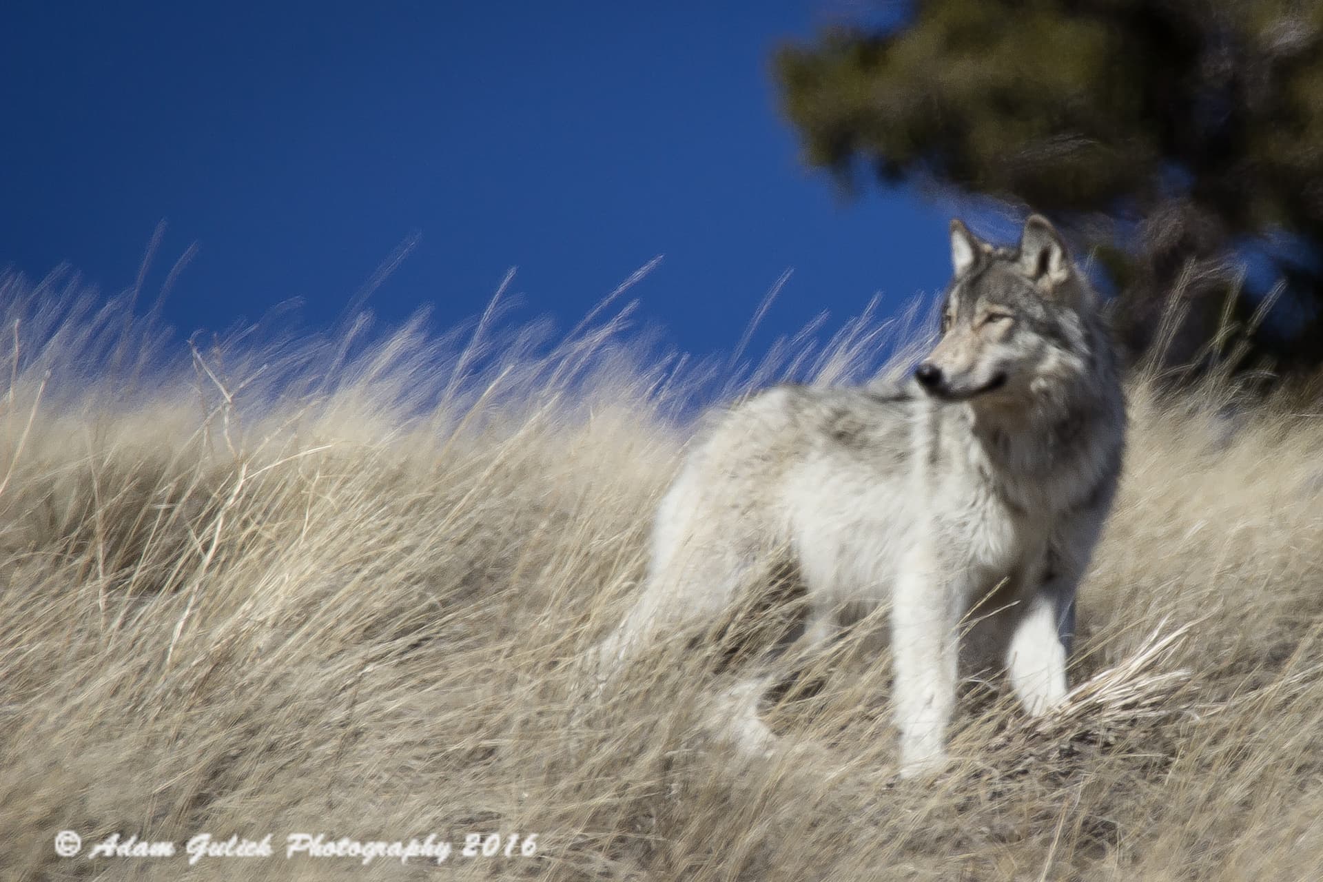 wolf in Stanley, ID | Stanley chamber