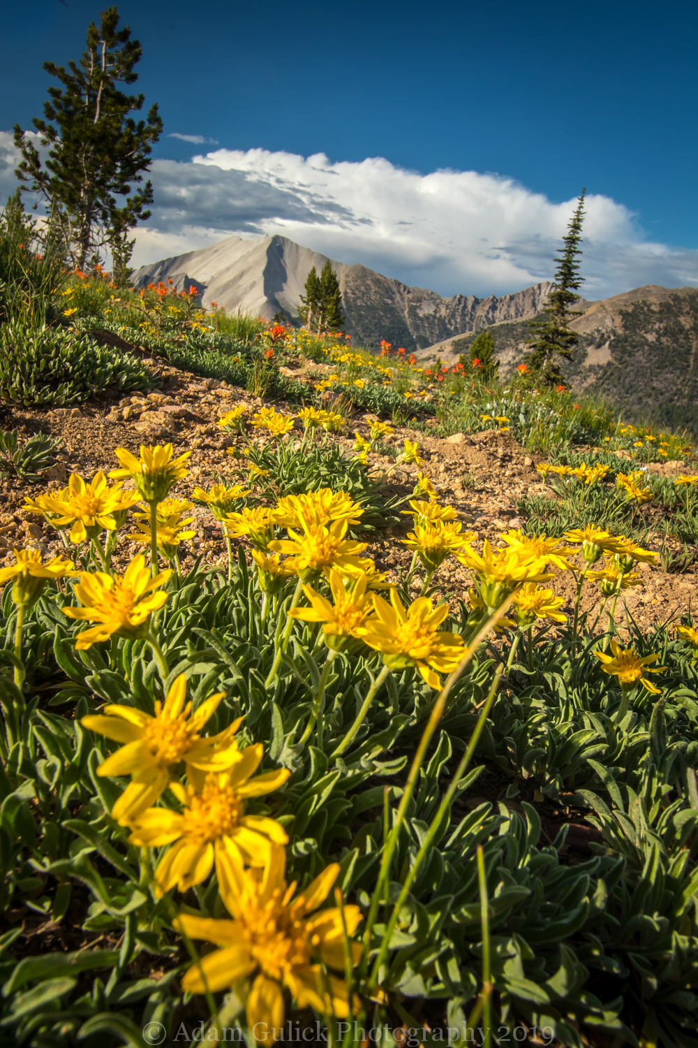 goldenweed flowers Stanley, ID | Stanley chamber