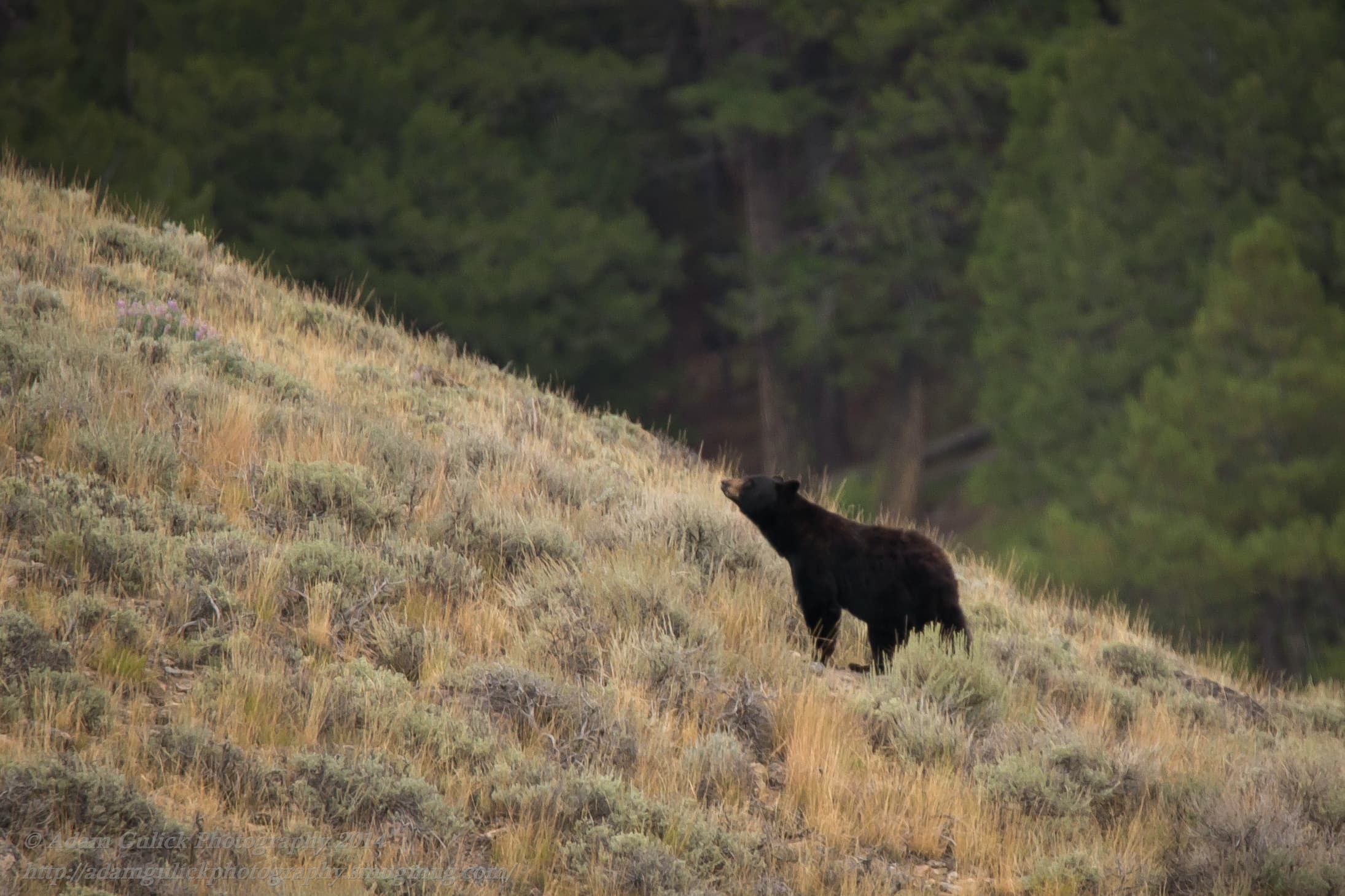 Black Bear in Stanley, ID | Stanley Chambers