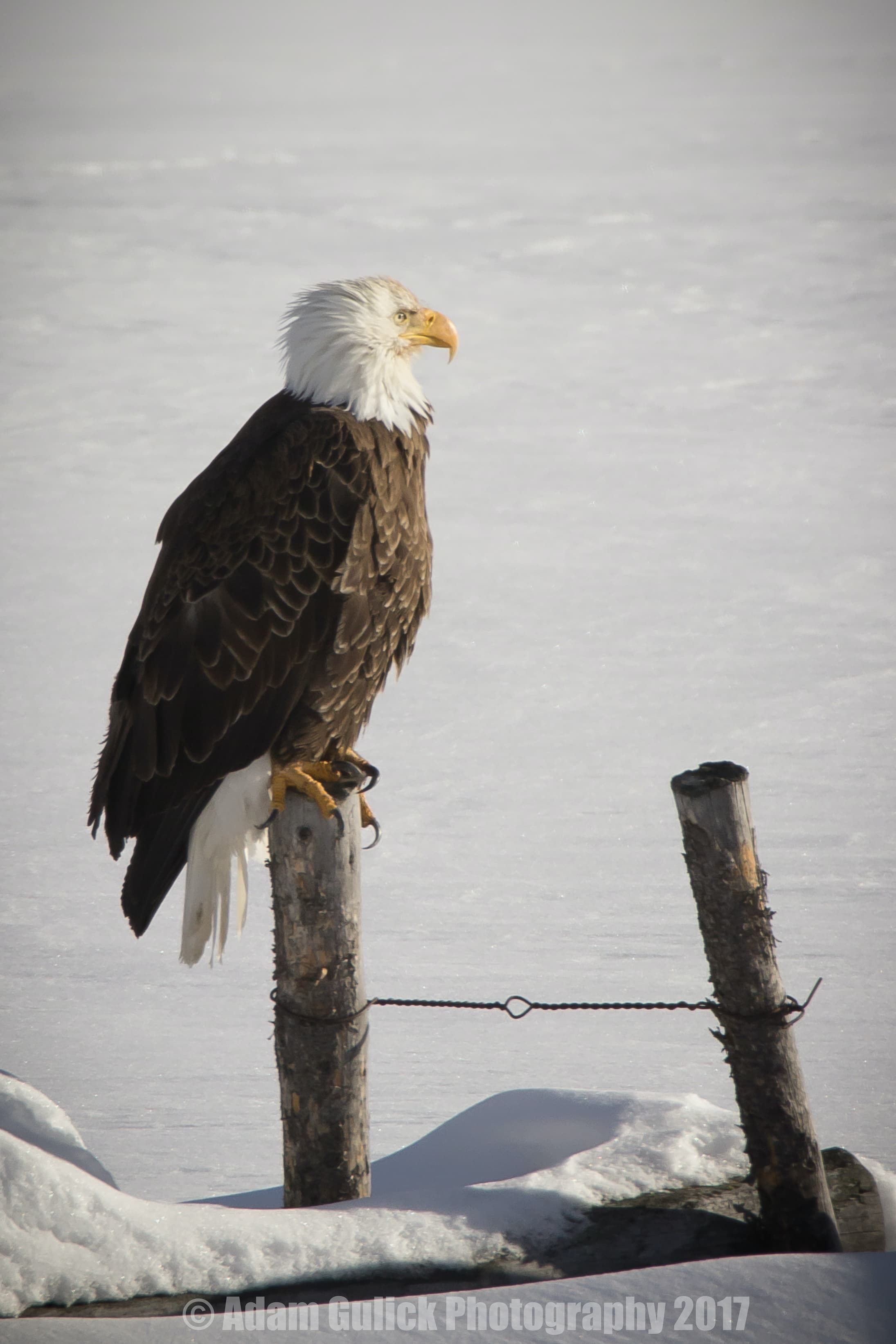 Bald Eagle in Stanley, ID | Stanley Chambers