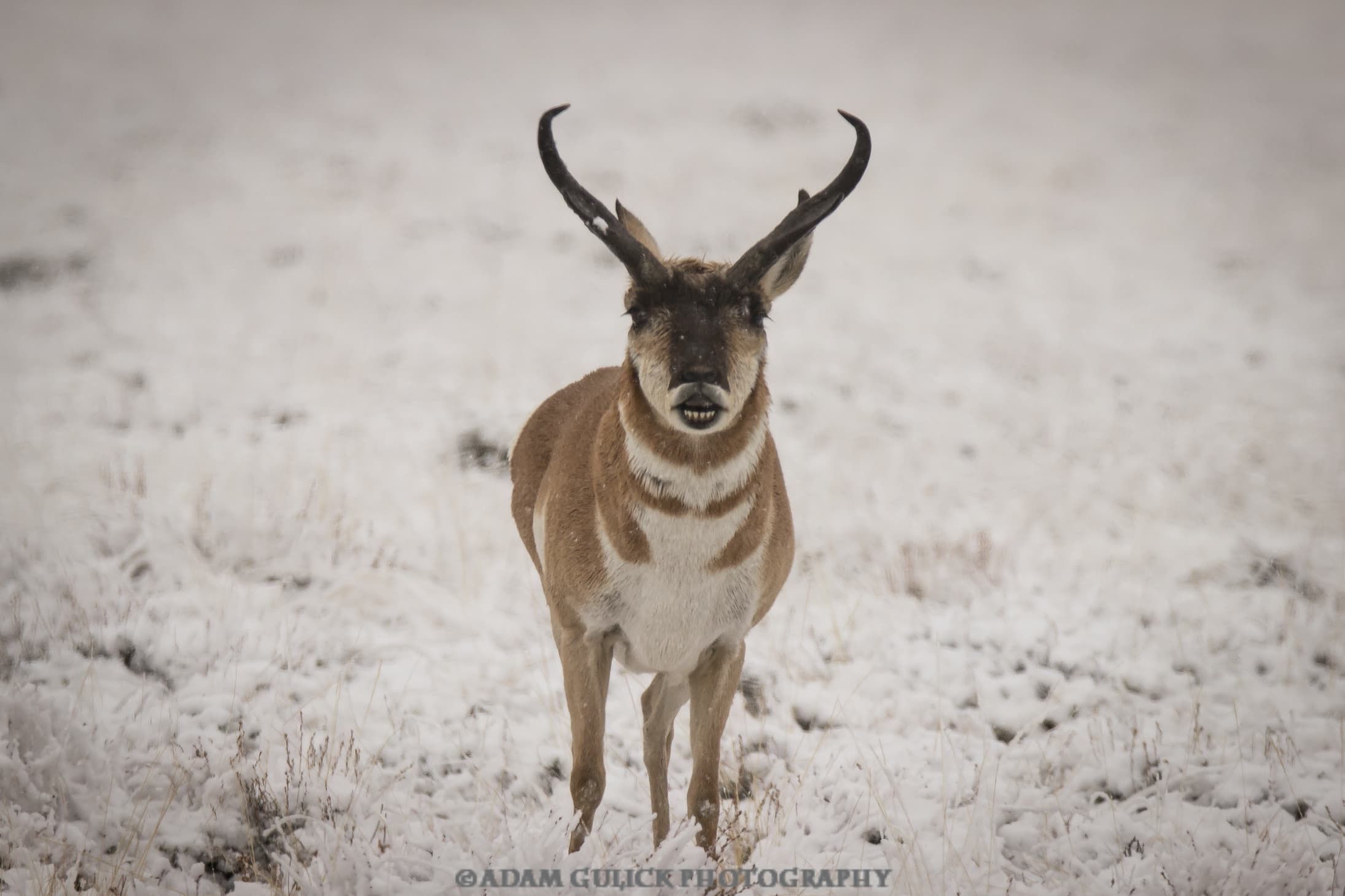 Antelope in Stanley, ID | Stanley Chambers