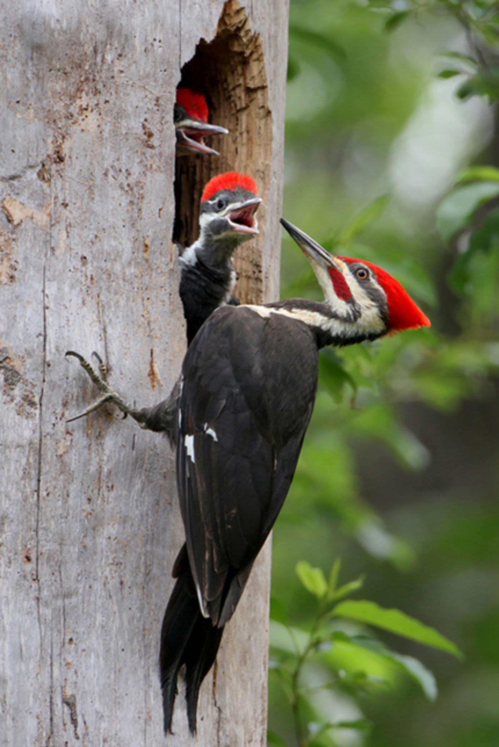 A picture of the pileated woodpecker with its young | Stanley Chamber