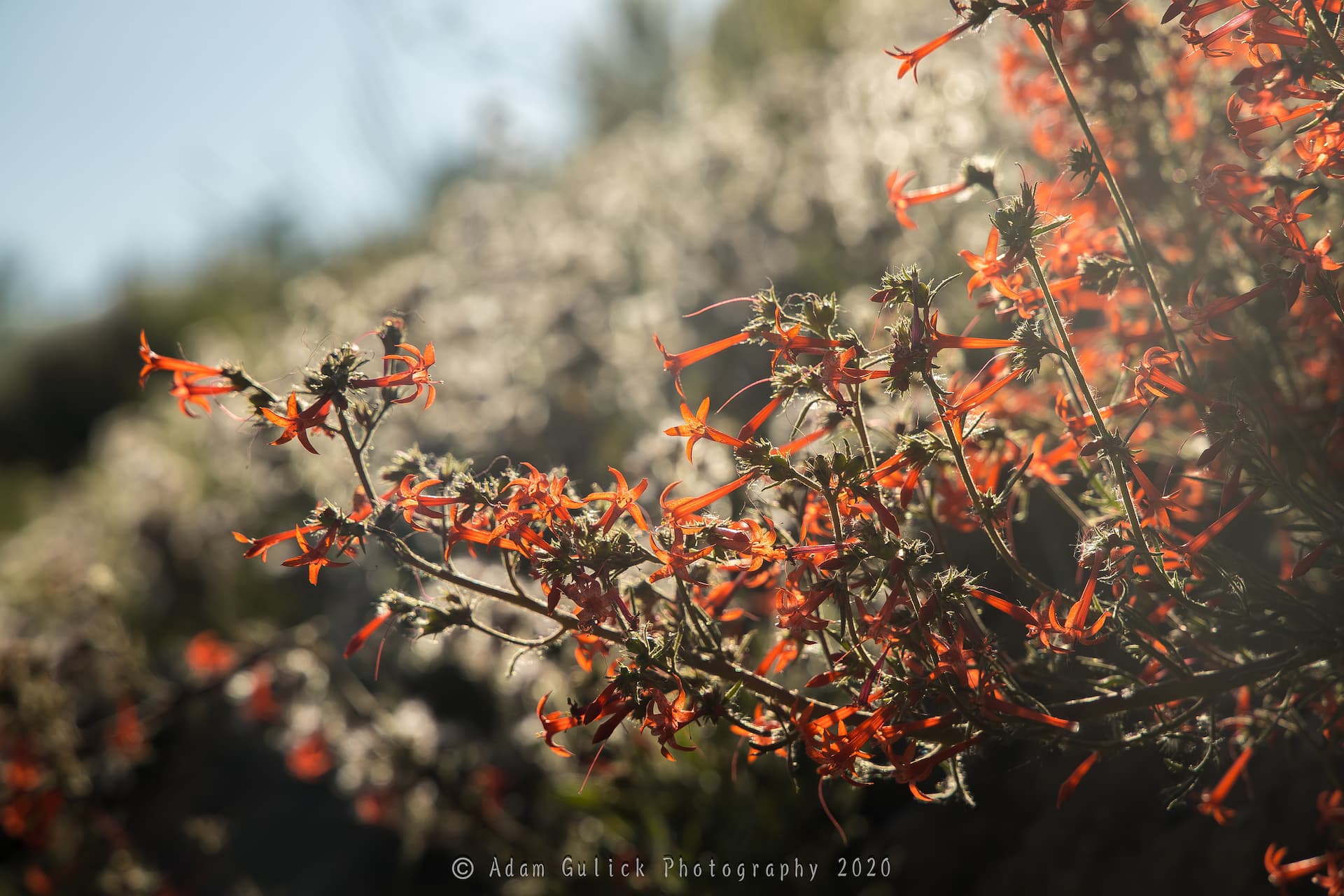 Scarlet Gila flowers Stanley, ID | Stanley chamber
