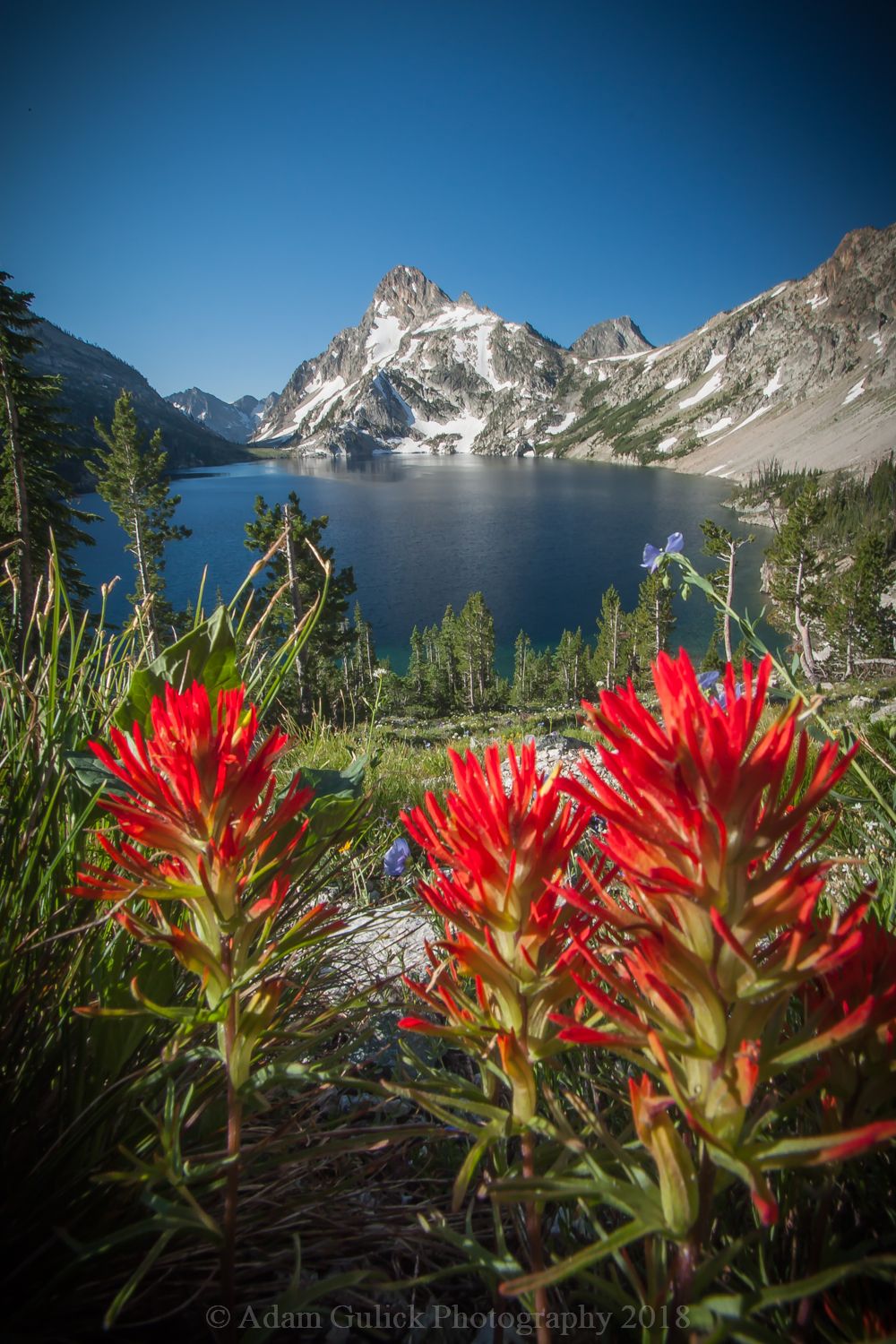 Flowers in full bloom at Sawtooth Lake Stanley, ID | Stanley Chambers