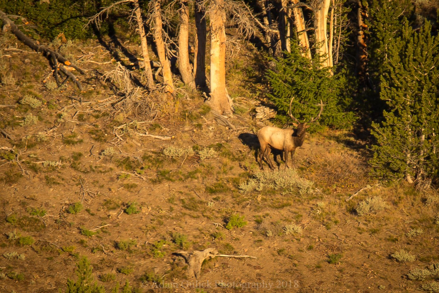 Elk standing on the mountainside Stanley, ID | Stanley Chambers