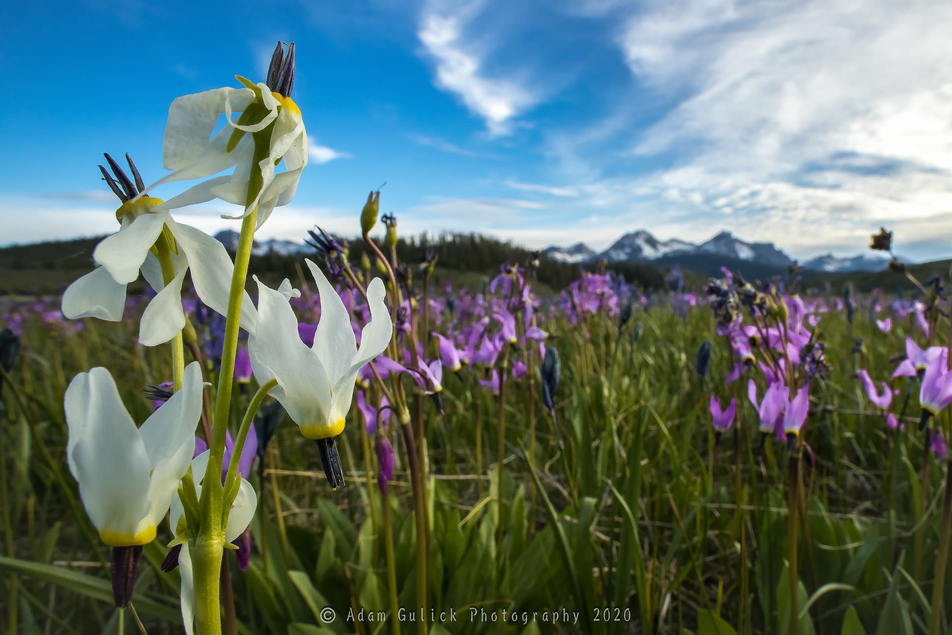 mountain shooting star flowers Stanley, ID | Stanley chamber