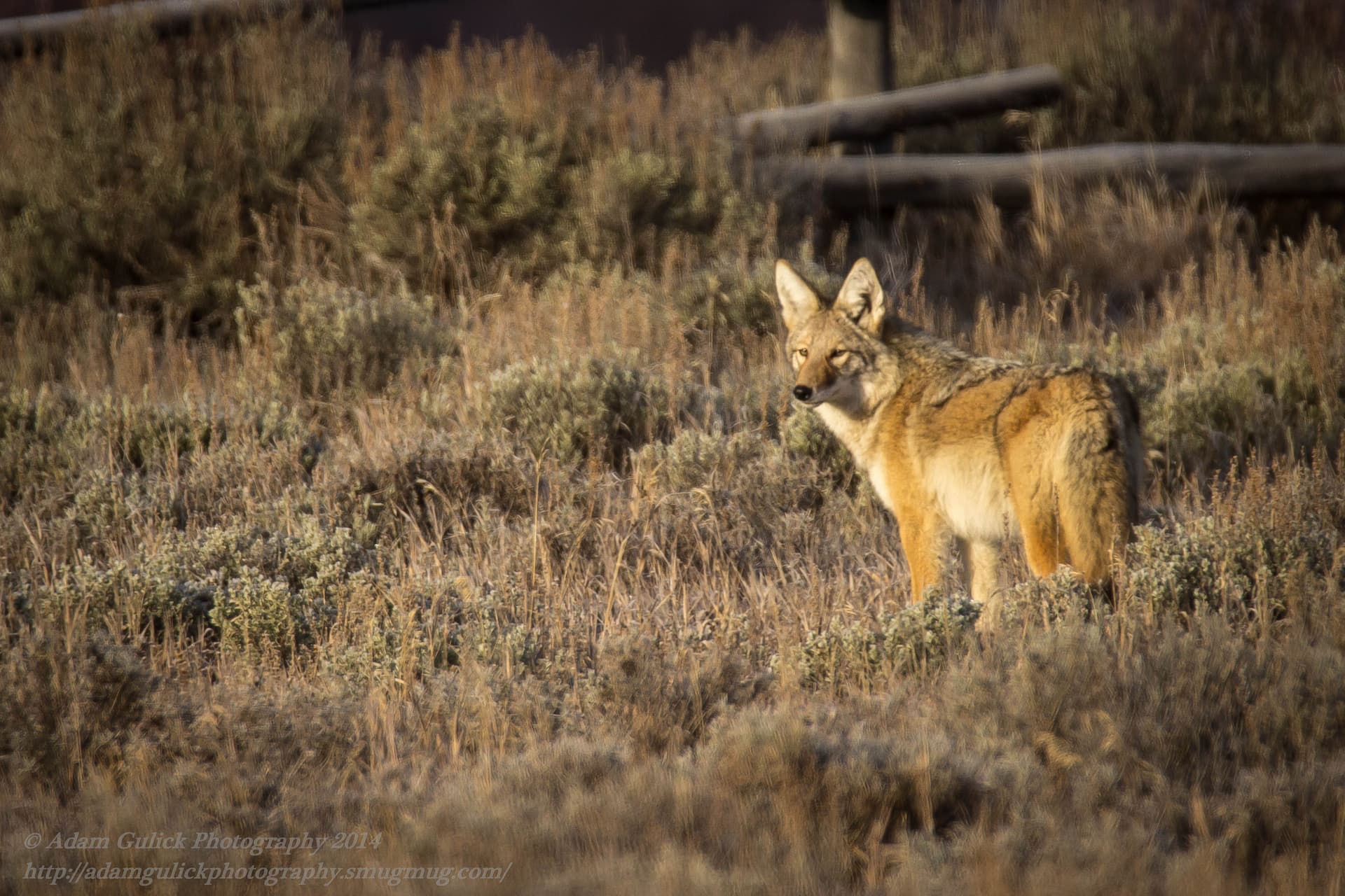 coyote in Stanley, ID | Stanley chamber