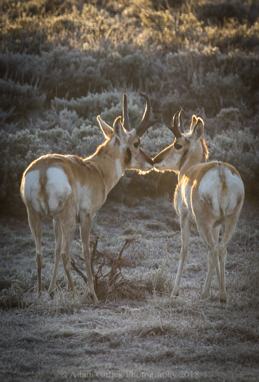 two pronghorns Stanley, ID | Stanley chamber