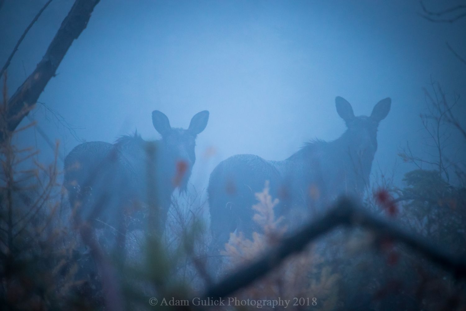 Animals through the fog Stanley, ID | Stanley Chambers