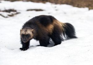 A wolverine prowling in the snow | Stanley Chamber