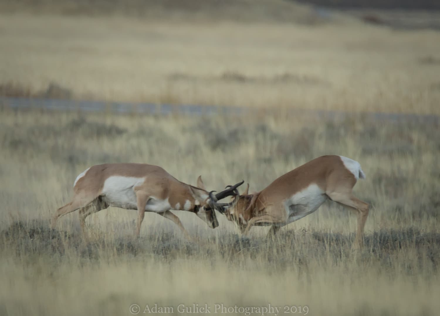 pronghorn bucks sparing Stanley, ID | Stanley chamber