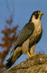 A photo of a peregrine falcon | Stanley Chamber