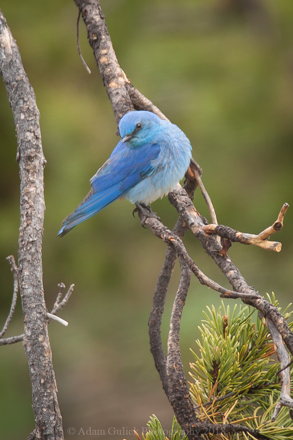 blue bird | Stanley chamber