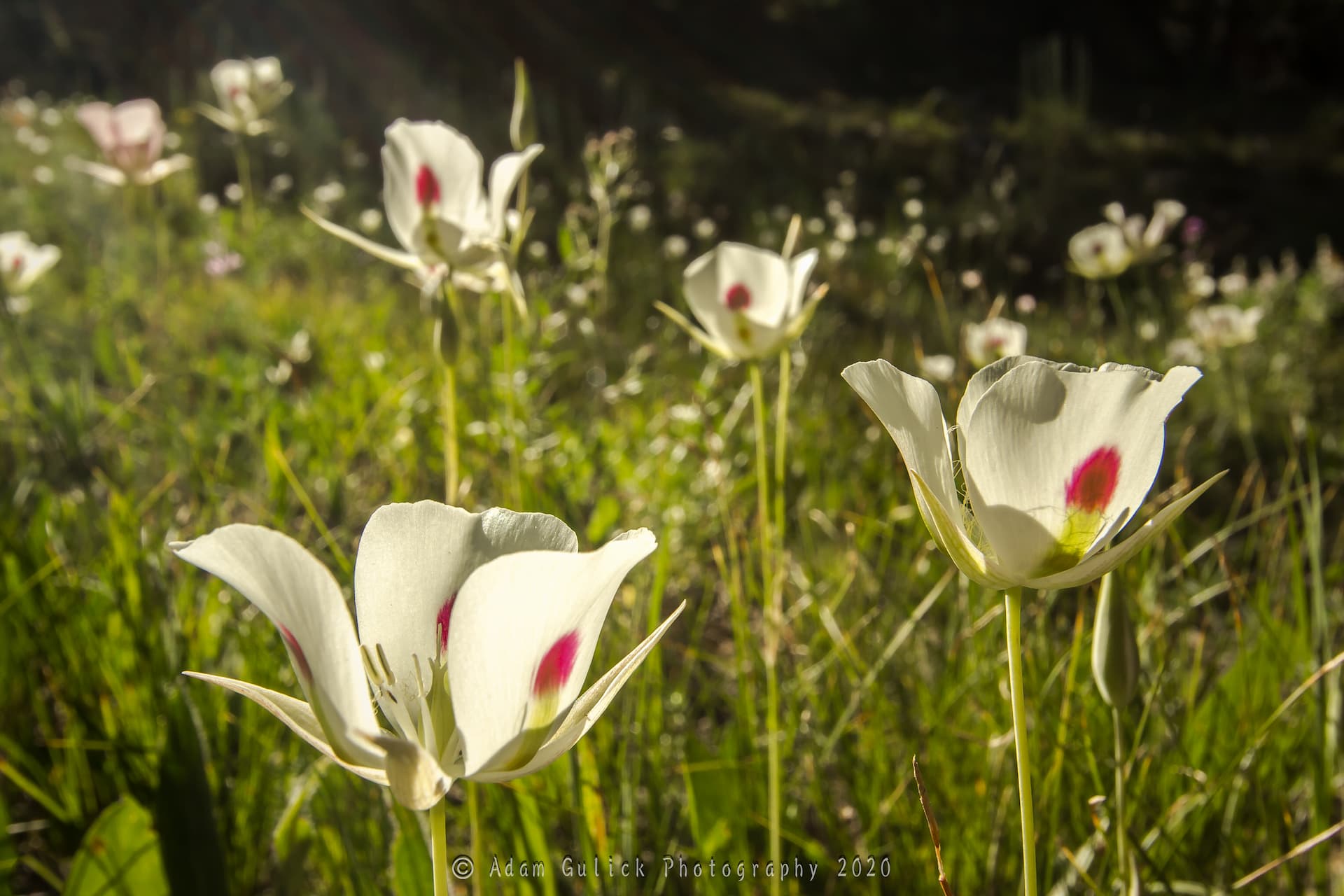White Mariposa Lily or Sego Lily flowers Stanley, ID | Stanley chamber