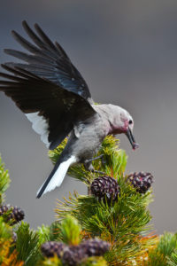 Bird Landing on a Pine Tree Branch | Stanley Chamber